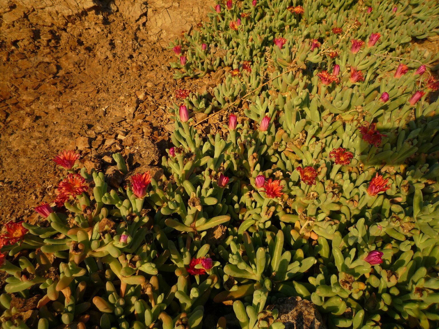 High Resolution Malephora crocea Plant
